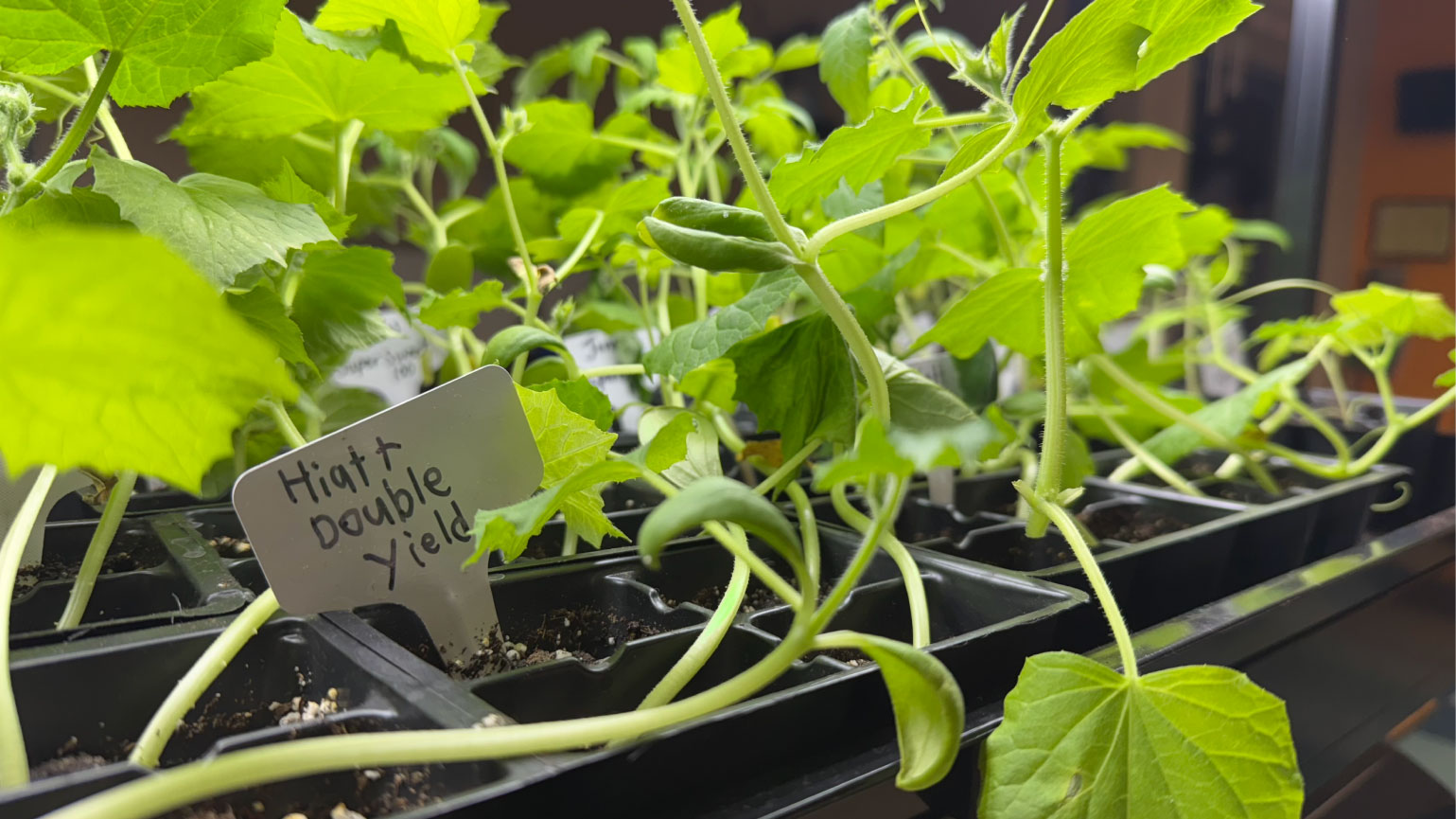 Cucumber plants growing in the STEAM classroom Cucumber plants growing in the STEAM classroom